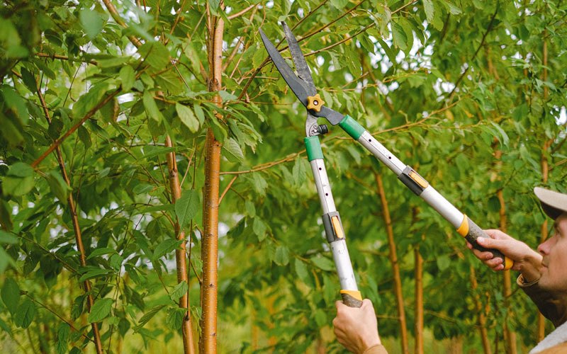 Tree trimming in Duck Creek Village, UT