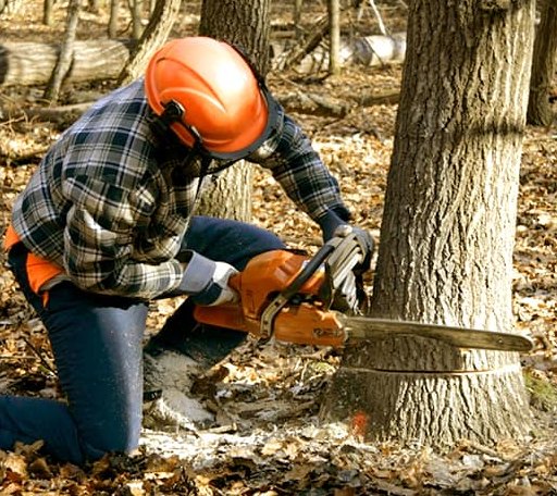 Tree Removal in Duck Creek Village, UT